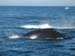 WhaleW_humpback2