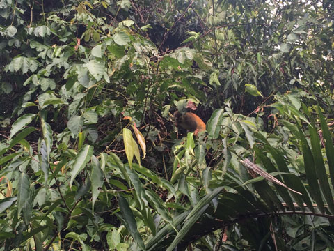 Monkey hiding in the trees at the Manuel Antonio National Park